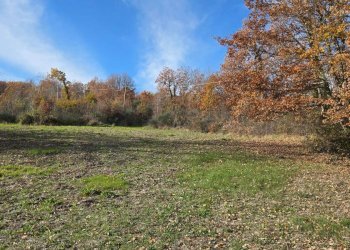 Foto 4 - Terreno agricolo C/da Cipollara, Castelvetere sul Calore - foto 4