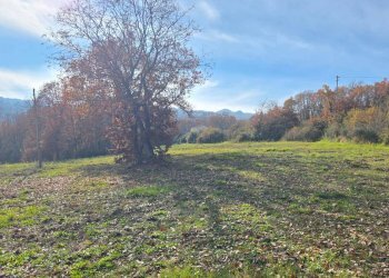 Foto 7 - Terreno agricolo C/da Cipollara, Castelvetere sul Calore - foto 7