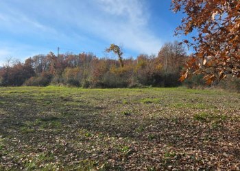 Foto 9 - Terreno agricolo C/da Cipollara, Castelvetere sul Calore - foto 9