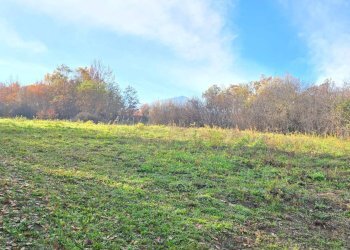 Foto 10 - Terreno agricolo C/da Cipollara, Castelvetere sul Calore - foto 10