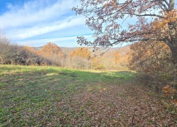 Foto 12 - Terreno agricolo C/da Cipollara, Castelvetere sul Calore - foto 12