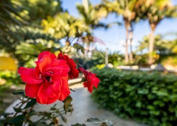 Dettagli del rigoglioso giardino - Villa Via Torre Ulisse
 
21, Carini - foto 23