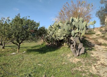 Giardino - Rustico C.da Gatta, Piazza Armerina - foto 19