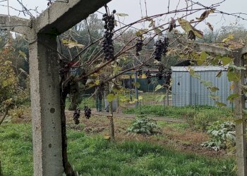 Giardino - Quadrilocale Filago - foto 50