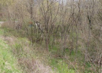 Giardino - Casa indipendente Via Orzes
 
29, Belluno - foto 6