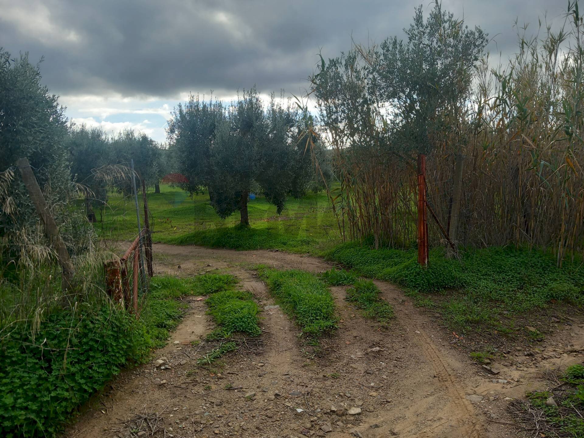 Giardino - Terreno agricolo str. nuova formazione, Dolianova - foto 1