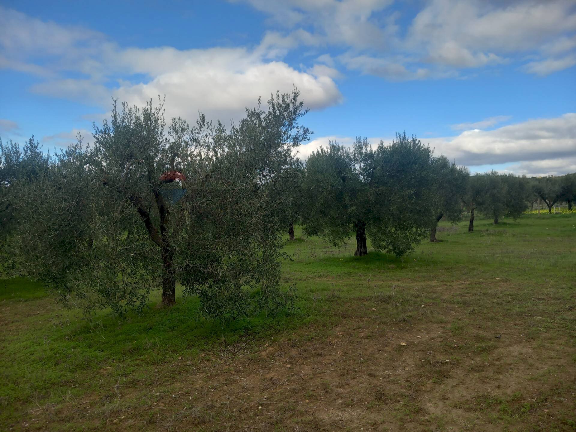 Giardino - Terreno agricolo str. nuova formazione, Dolianova - foto 3