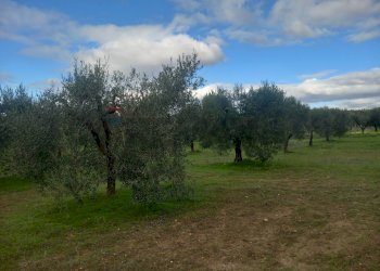 Giardino - Terreno agricolo str. nuova formazione, Dolianova - foto 3