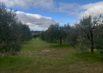 Giardino - Terreno agricolo str. nuova formazione, Dolianova - foto 4