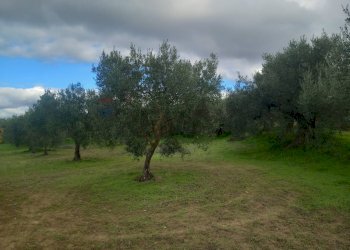 Giardino - Terreno agricolo str. nuova formazione, Dolianova - foto 6