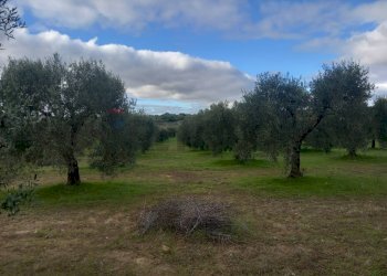 Giardino - Terreno agricolo str. nuova formazione, Dolianova - foto 7