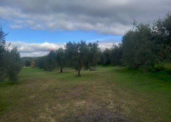 Giardino - Terreno agricolo str. nuova formazione, Dolianova - foto 8