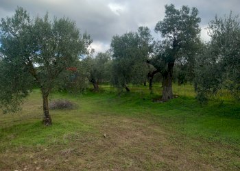 Giardino - Terreno agricolo str. nuova formazione, Dolianova - foto 9