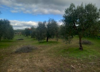 Giardino - Terreno agricolo str. nuova formazione, Dolianova - foto 10