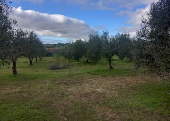 Giardino - Terreno agricolo str. nuova formazione, Dolianova - foto 11