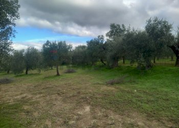 Giardino - Terreno agricolo str. nuova formazione, Dolianova - foto 12