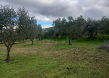Giardino - Terreno agricolo str. nuova formazione, Dolianova - foto 15