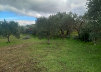 Giardino - Terreno agricolo str. nuova formazione, Dolianova - foto 18