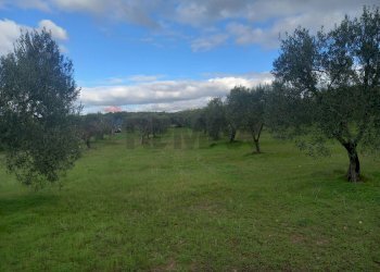 Giardino - Terreno agricolo str. nuova formazione, Dolianova - foto 19
