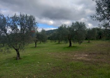 Giardino - Terreno agricolo str. nuova formazione, Dolianova - foto 20