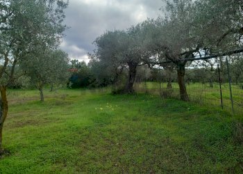 Giardino - Terreno agricolo str. nuova formazione, Dolianova - foto 21