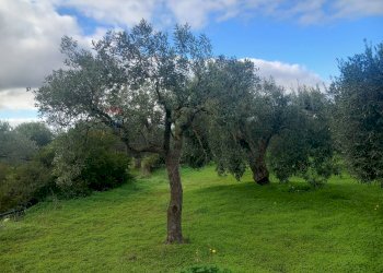 Giardino - Terreno agricolo str. nuova formazione, Dolianova - foto 22