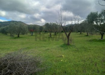 Giardino - Terreno agricolo str. nuova formazione, Dolianova - foto 23