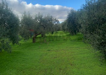 Giardino - Terreno agricolo str. nuova formazione, Dolianova - foto 24