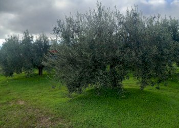 Giardino - Terreno agricolo str. nuova formazione, Dolianova - foto 25