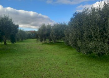 Giardino - Terreno agricolo str. nuova formazione, Dolianova - foto 26