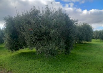 Giardino - Terreno agricolo str. nuova formazione, Dolianova - foto 28