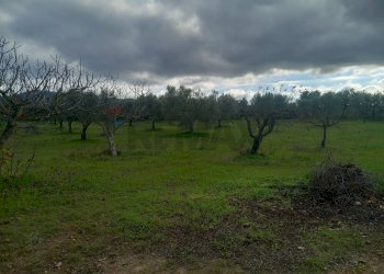 Giardino - Terreno agricolo str. nuova formazione, Dolianova - foto 30