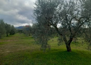 Giardino - Terreno agricolo str. nuova formazione, Dolianova - foto 33