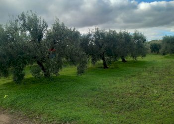Giardino - Terreno agricolo str. nuova formazione, Dolianova - foto 35