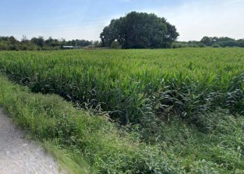 Foto 12 - Terreno agricolo Via San Geminiano, Bonate Sopra - foto 12