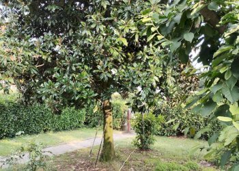 Foto 4 - Villa VIA VERDELLINO
 
40, Osio Sotto - foto 4