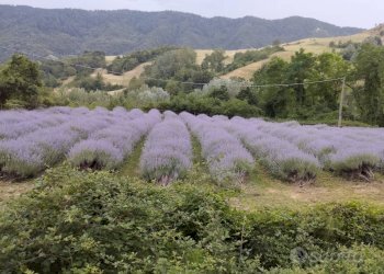 Foto 8 - Rustico Località Casaglia, Borgo San Lorenzo - foto 8