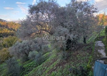 IN505_bifamiliare in vendita con uliveto box auto - Casa indipendente Arcola - foto 23