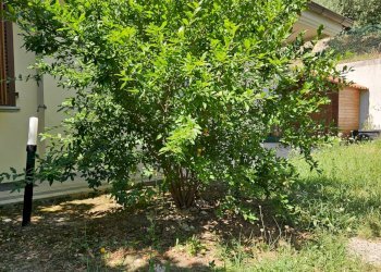 Foto 5 - Villa a Schiera Via Monte Ridolfo
 
8, Colli al Metauro - foto 5