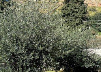 Foto 66 - Villa Via Menelao
 
1, Palermo - foto 66