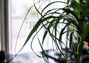 Dettagli - Villa Via Don Giovanni Minzoni, Arzano - foto 25