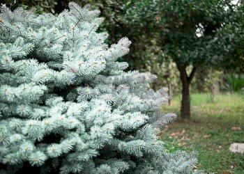 Giardino - Villa Via Don Giovanni Minzoni, Arzano - foto 69