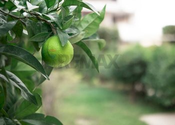 Dettagli - Villa Via Don Giovanni Minzoni, Arzano - foto 71