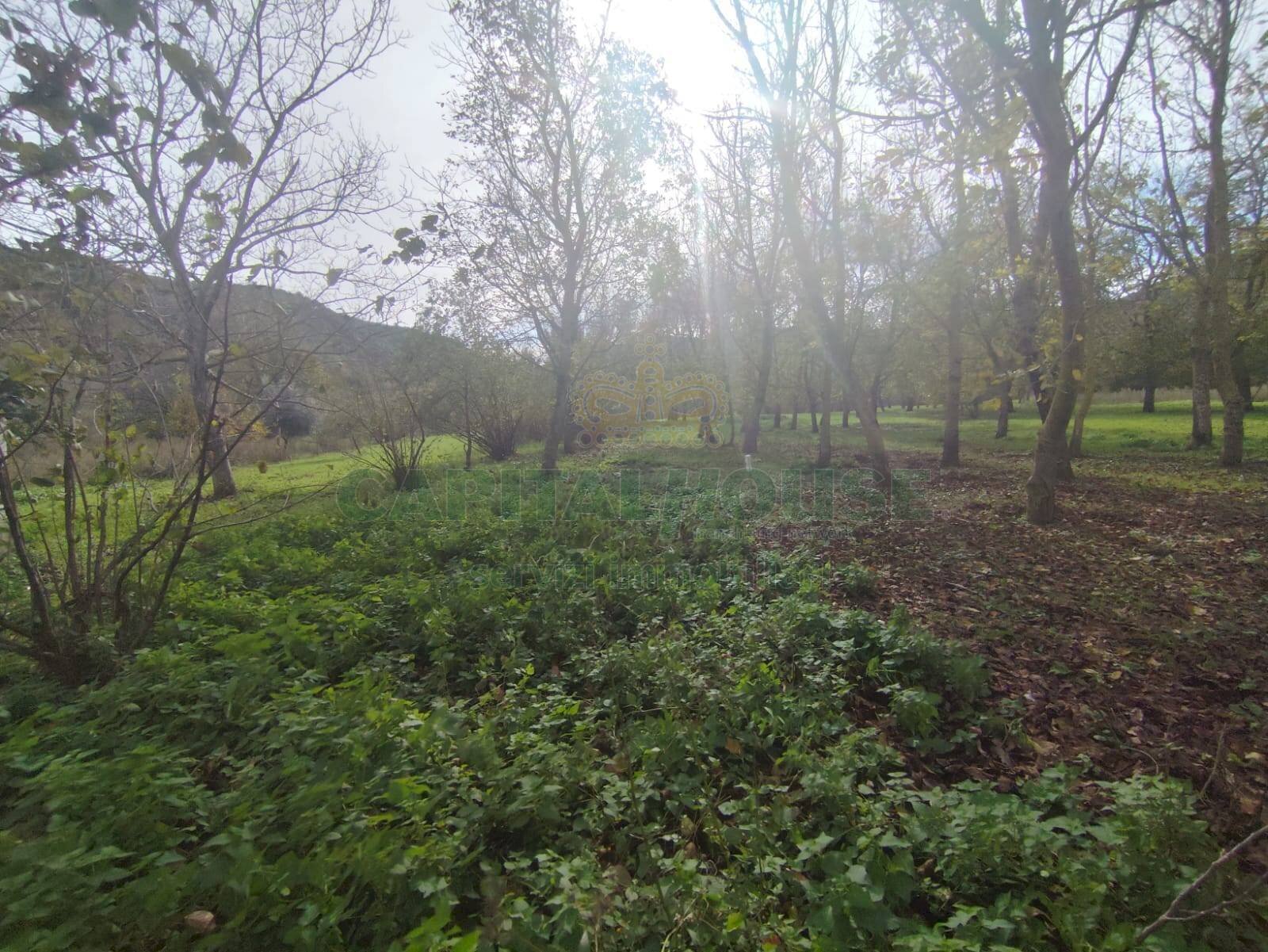 Foto 3 - Terreno agricolo VIA LAVINAIO, Mercato San Severino - foto 3