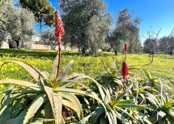 prato circostante - Villa Località Defensola, Vieste - foto 23