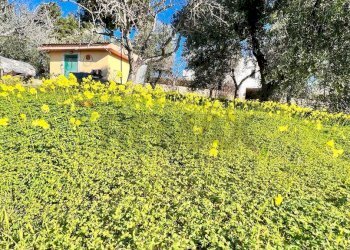 prato circostante - Villa Località Defensola, Vieste - foto 24