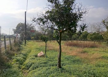 Giardino - Locale Commerciale Via Appia, Minturno - foto 2