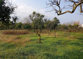 Giardino - Locale Commerciale Via Appia, Minturno - foto 4