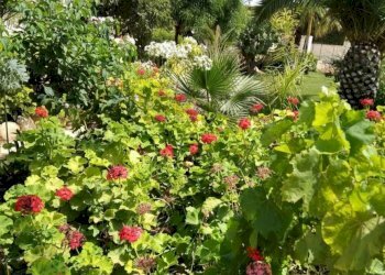 Giardino - Villa C.da Trippatore, Scicli - foto 12