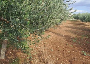 Giardino - Villa C.da Trippatore, Scicli - foto 14